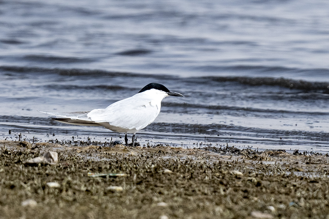 Gull-billed Tern
